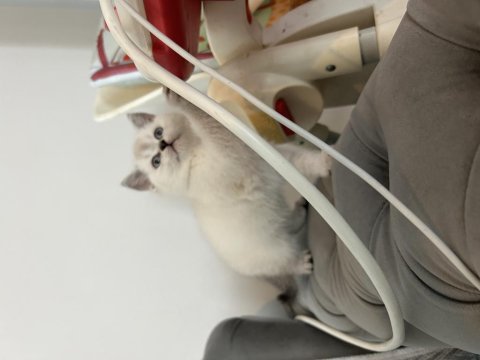 British shorthair kedimiz