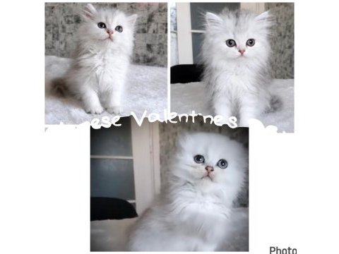 Scottish british longhair bebekler