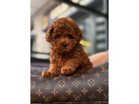 Red brown kore toy poodle yavrular