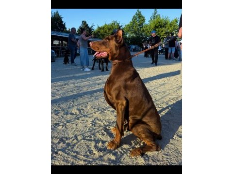 Şampiyondan üst kalite şecereli yavru doberman