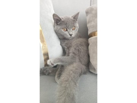 4 aylık british shorthair aşıları vurulmadı