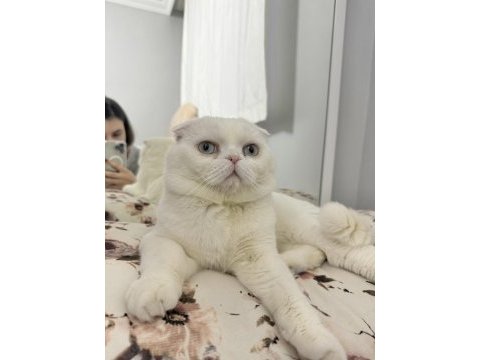 Safkan mavi gözlü scottish fold ismine duyarlı