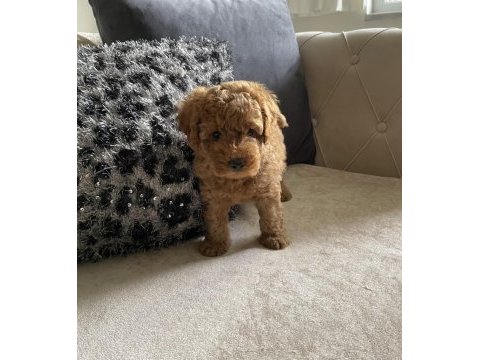Toy poodle köpeğimizi sahiplendirme