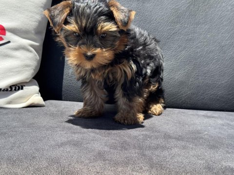 Wc eğitimli anti allerjik tea cup yorkshire terrier