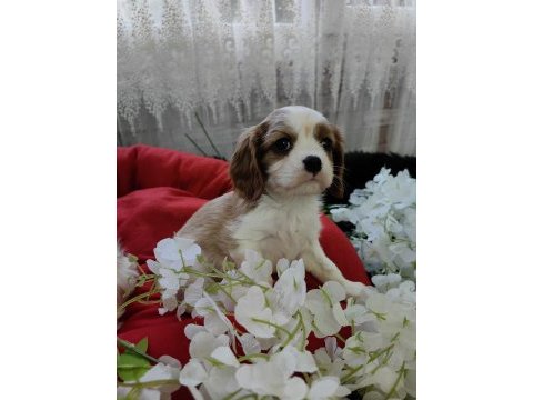 Cavalier king charles erkek yavrular safkan orjinal