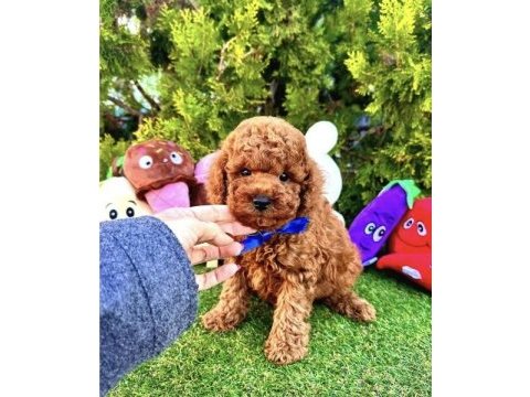 Irkının en güzel toy poodle bebekleri