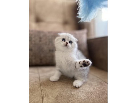 Full şecereli anne babanın premıum scottish fold bebeği
