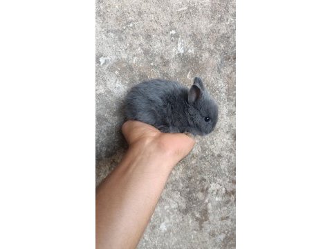 Karabağlar izmir yavru tavşan