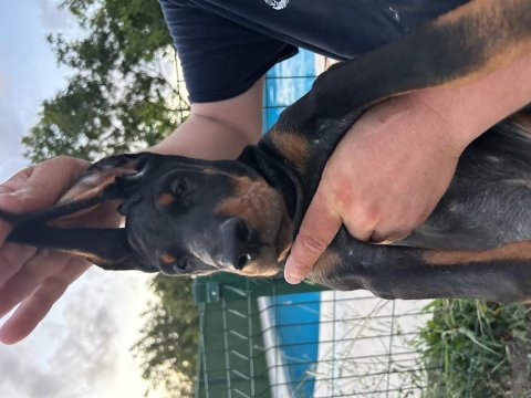 Şampiyon doberman yavruları
