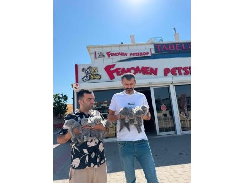 Renk renk brıtısh shorthaır yavrularımız fenomen pet s
