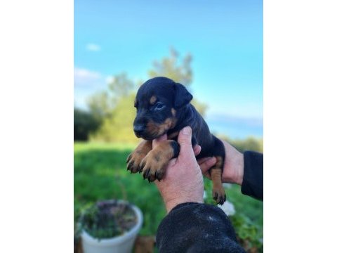 A kalite king doberman bebekler