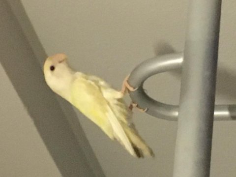 1 buçuk yaşında dişi genç yumurta görmüş kuşumuz