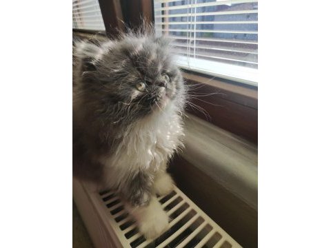 Pofuduk poğaçam persian kedimiz