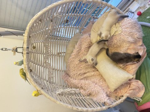 Yavru özel renk scottish fold minnoşumuz