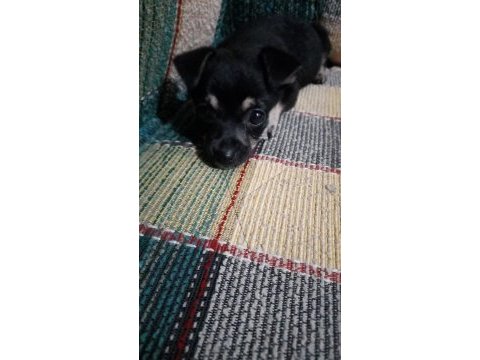 Orjinal pinscher minyatür 0 numara dişi