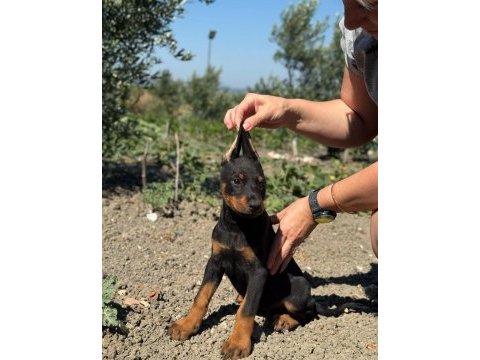 Show kalite doberman yavrular