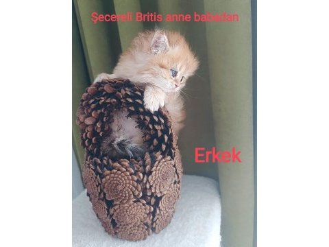 British longhair golden secereli anne babadan