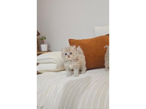 Muhteşem british longhair safkan yavrularım