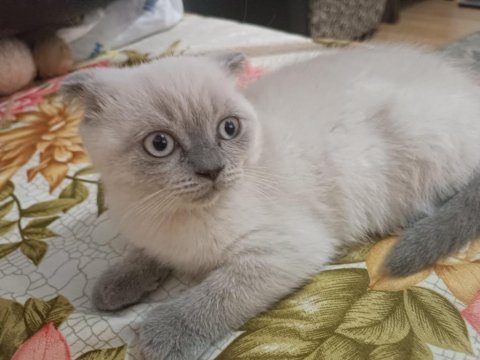 2.5 aylık sağlıklı ve enerjik scottish fold