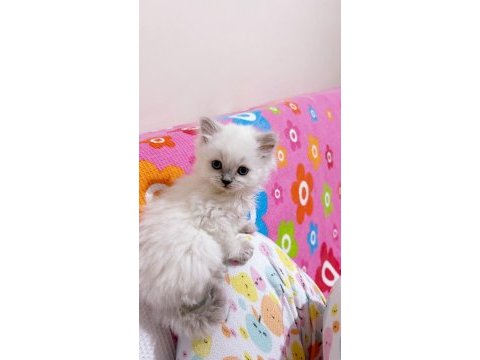 %100 orijinal british longhair yavru