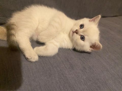 Dişi blue point british shorthair