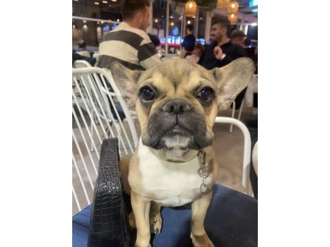 French bulldog köpeği