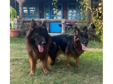 Show alman çoban köpeği yavrularımız