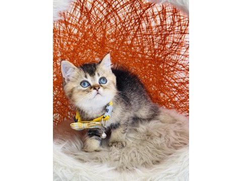 British shorthair black golden yavru