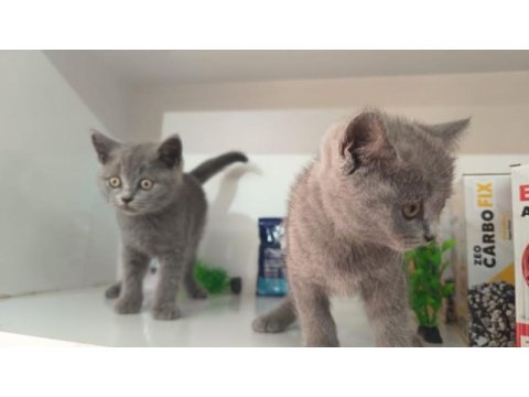 Irk ve sağlık garanti orjinal british shorthair