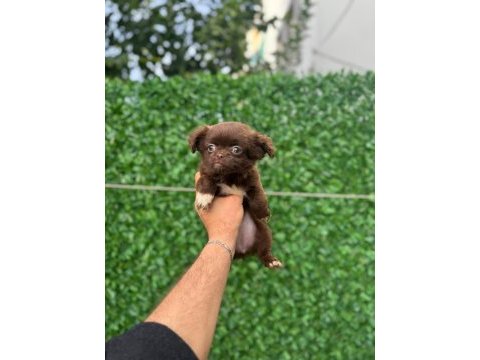Teacup elma kafa tuvalet eğitimli 3 aylık 5 yavru şivava