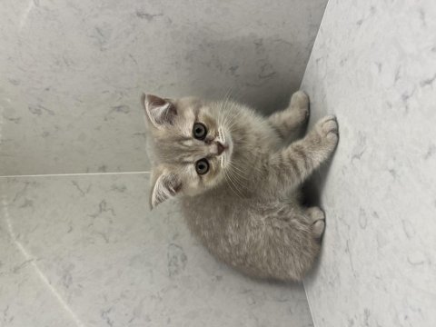 Oyuncu bir bebek kedimiz
