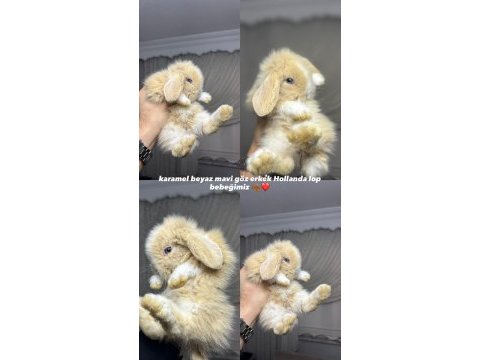 Hollanda lop tavşanlarımız her ile gönderim var