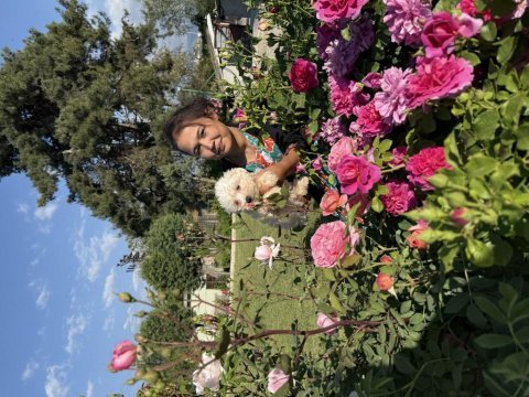 Kore maltese yavrularımız