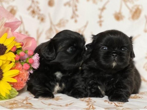 Black korekani maltipoo uygun