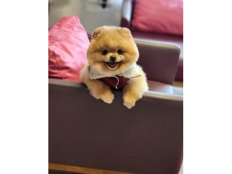 Efsane yetişkin erkek 16 aylık pomeranian