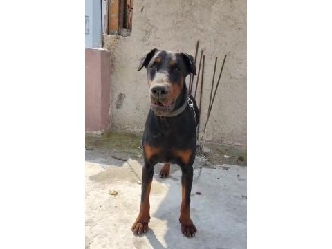 Anne baba fci kif a şecere doberman yavruları