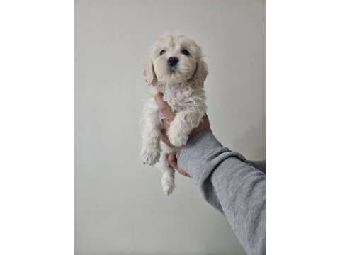 Maltipoo dişi köpeğimiz