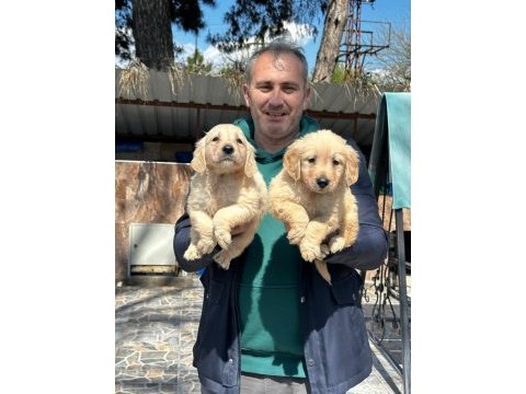Golden retriever yavrularımız ırk garantilidir