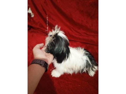 Shih tzu güzeldir iyidir