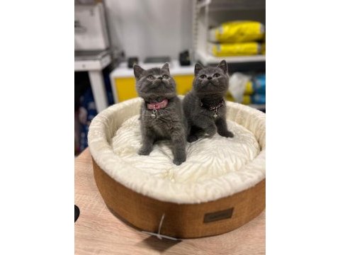 Safkan british shorthair bebekler