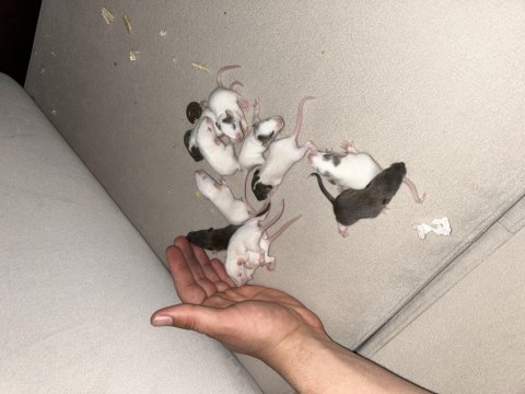 Dumbo rat yavruları