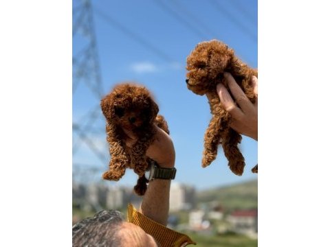 Ankaranın en güzel toy poodle yavruları