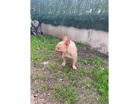 İsabella güzel bir french bulldog erkeği