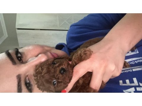 Kore kan ve kg garantili poodle bebişlerimiz