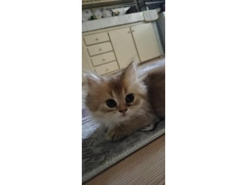 British golden