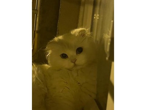 1 yaşında evde bebek gibi bakılmış kedimiz