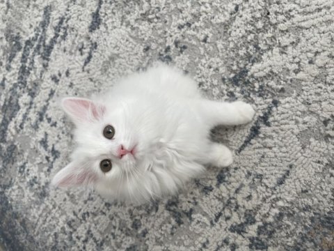 British longhair