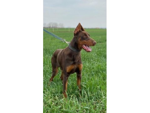 10 aylık kızıl doberman erkek