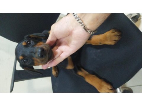 Üst kalite siyah ve kızıl doberman yavruları