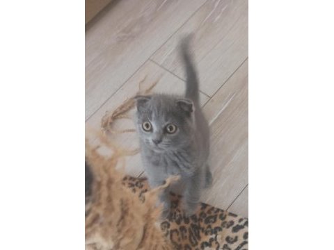 Oyuncu safkan dişi ve erkek çocuk şirin top kafa kedimiz